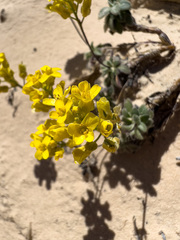 Draba zionensis