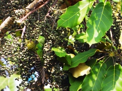 Didymopanax macrocarpus