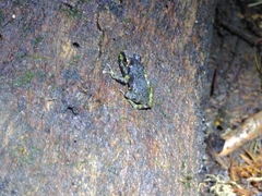 Pristimantis zeuctotylus