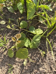 Rhynchosia difformis