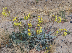Chylismia claviformis lancifolia