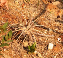 Dyckia