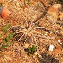 Dyckia