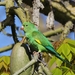 Yellow-chevroned Parakeet - Photo (c) Tom Benson, some rights reserved (CC BY-NC-ND)
