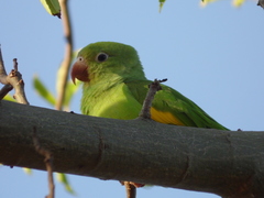 Yellow-Chevroned Parakeet photo 1