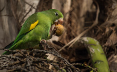 Yellow-Chevroned Parakeet photo 2