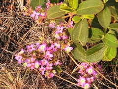 Marcetieae