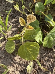 Rhynchosia difformis