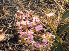 Marcetieae