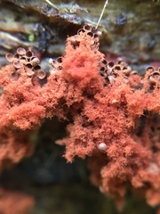 Metatrichia
