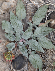Chylismia claviformis lancifolia