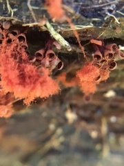 Metatrichia