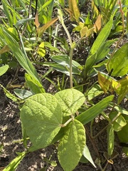 Rhynchosia difformis