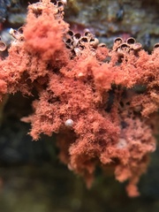 Metatrichia