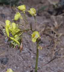 Chylismia claviformis lancifolia