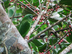 Golden-Winged Parakeet photo 3