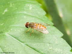 Toxomerus pulchellus