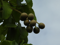 Caryocar brasiliense