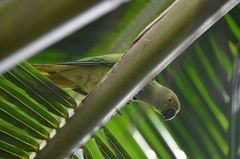 Psittacula krameri