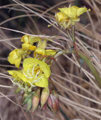 Chylismia claviformis lancifolia