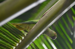 Psittacula krameri