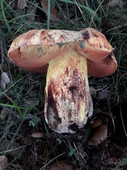 Rubroboletus lupinus