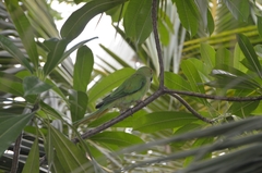 Psittacula krameri