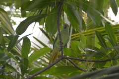Psittacula krameri