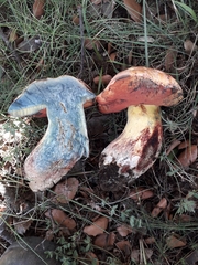 Rubroboletus lupinus