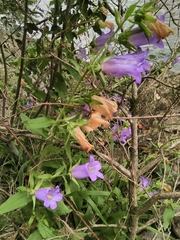 Campanula medium