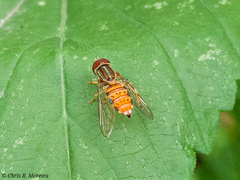 Toxomerus pulchellus