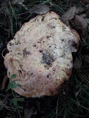 Rubroboletus lupinus