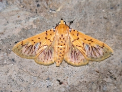 Polygrammodes runicalis