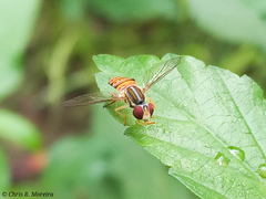 Toxomerus pulchellus