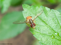 Toxomerus pulchellus