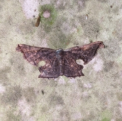 Crypsicoela subocellata