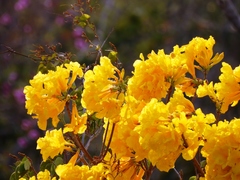 Handroanthus serratifolius