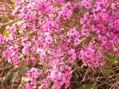 Physocalymma scaberrimum