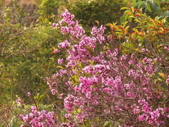 Physocalymma scaberrimum