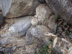 Lasianthaea podocephala