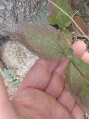 Lasianthaea podocephala