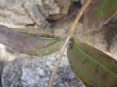 Lasianthaea podocephala