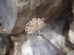 Lasianthaea podocephala