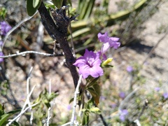 Ruellia californica