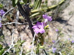 Ruellia californica