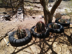 Ferocactus emoryi rectispinus