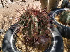 Ferocactus emoryi rectispinus
