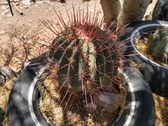 Ferocactus emoryi rectispinus