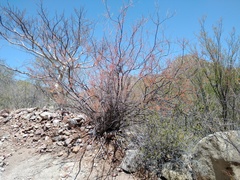 Mimosa aculeaticarpa biuncifera