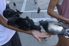 Columba livia domestica